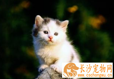 猫咪维生素A缺乏症的治疗方法 需饲料的多样化