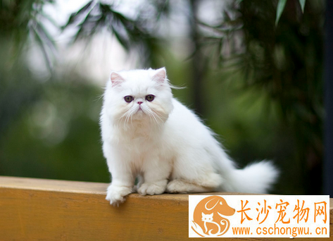 猫临产前有什么症状 母猫会突然停食