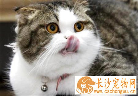 猫会得抑郁症吗 猫咪抑郁症9大表现