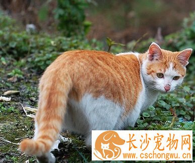 母猫发情症状 母猫在发情时食欲减退