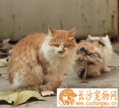 猫发情的症状 精神处于兴奋状态