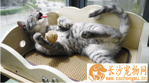 猫发情症状  带你了解猫发情时具体症状