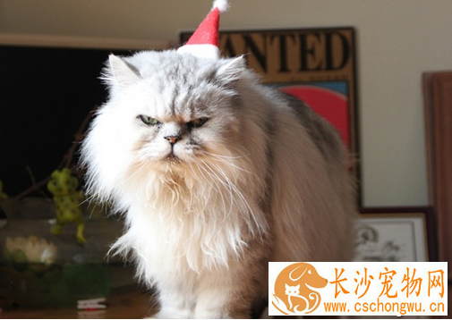 猫咪肾衰 猫咪肾衰的主要症状有哪些