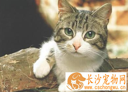 猫咪发烧抽搐 猫咪发烧的原因分析