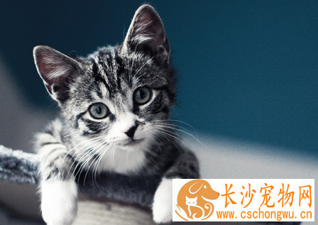 猫中毒了怎么办 猫的中毒病大多数都可以预防