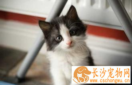 猫抓热的症状 该病发生有一定的季节性