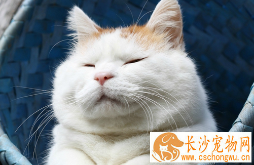 猫扁体吸虫病 怎样防治猫患扁体吸虫病