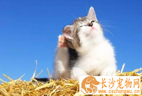 猫蠕形螨病 怎样防治猫患蠕形螨病