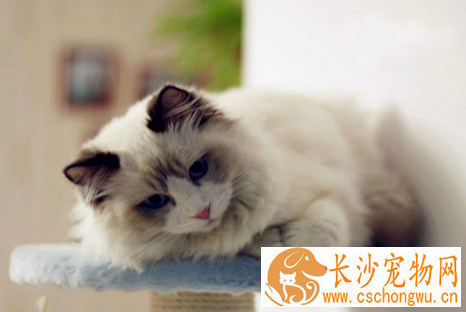 猫钩虫病 如何防治宠物猫猫的钩虫病