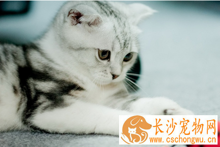 猫疥螨病 猫咪疥螨如何治疗保持日常清洁