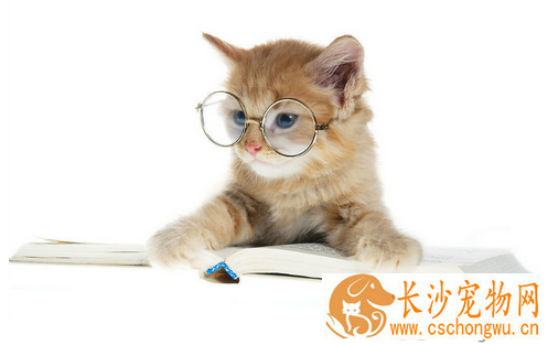 猫绦虫病 详解猫得了绦虫病怎么办