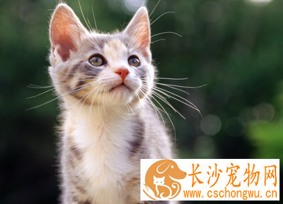 猫蛔虫病 详解防治猫患蛔虫病的方法