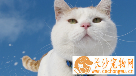 弓形体病的症状 猫患了弓形体病怎么办