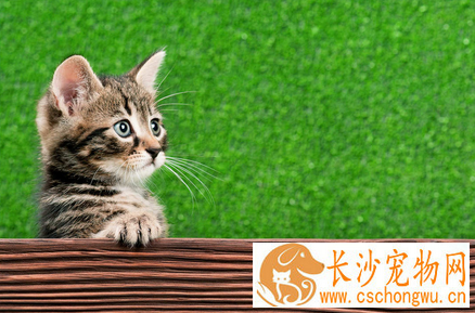 猫患了出血热怎么办 病毒引起的急性传染病