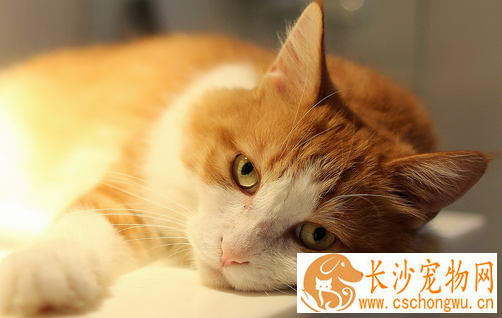 猫葡萄球菌病 猫患了葡萄球菌病怎么办