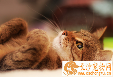 猫链球菌病 猫患了链球菌病怎么办