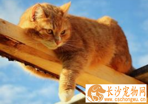 猫大肠杆菌病 猫患了大肠杆菌病怎么办