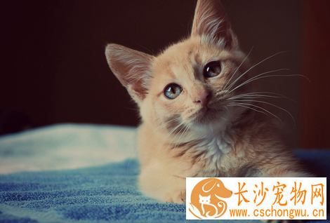 皮肤真菌病 猫患了皮肤真菌病怎么办