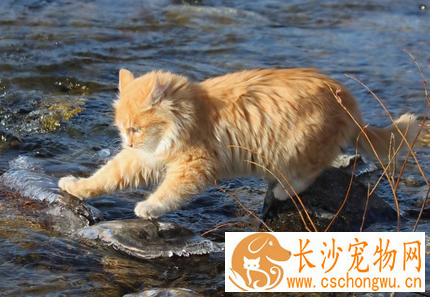 猫肉毒梭菌病 是一种人畜共患的急性病