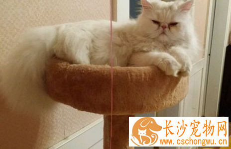猫得了狂犬病的症状 猫患病后多为狂暴型