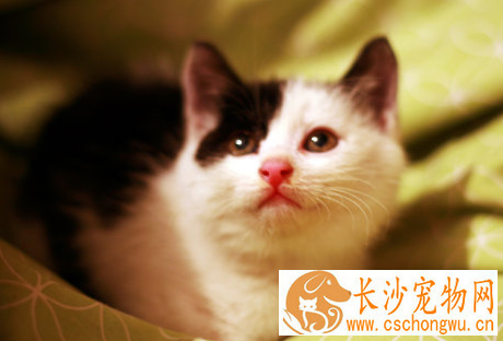 猫咪得了白血病怎么办 儿童和孕妇不要接触