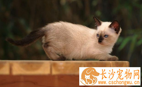 猫瘟怎么治疗 成为当前主要的猫病之一