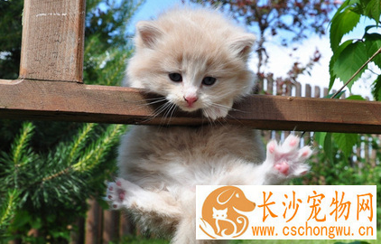 怎么照顾生病的猫 首先要给予充足的饮水