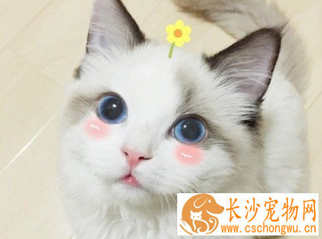 病猫的症状 常用猫病诊断的三种方法