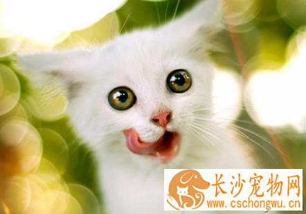 照顾产后的猫咪应该注意什么 防止产后疾病