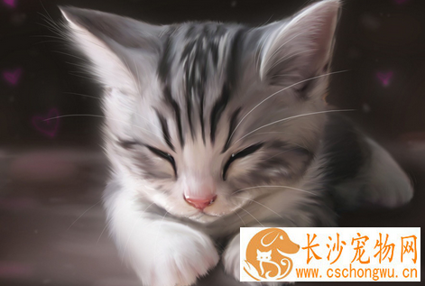 如何识别病猫 猫患病会有异常的仔细观察