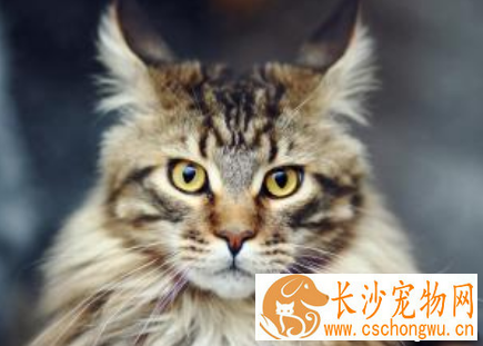 母猫为什么吃小猫 母猫食仔癖是一种病态