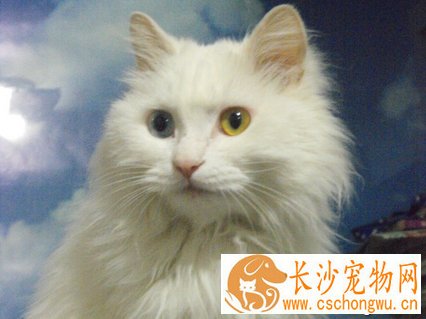 可以和猫一起睡吗 猫会传染疾病给人类