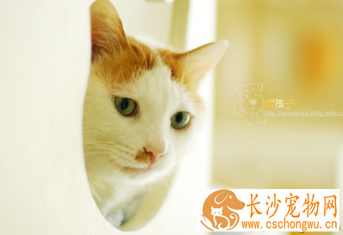 猫能吃生肉 可能会引起猫罹患某些疾病