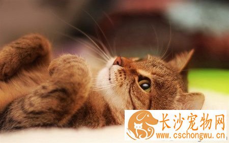 猫打喷嚏流鼻涕怎么办 及时就医避免病情严重