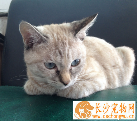 猫眼屎多怎么回事 可能是一些眼部疾病的表现