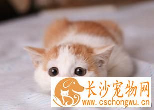 小猫吐黄水怎么办 呕吐是常见的疾病之一
