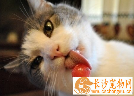猫的耳朵流水 耳螨可引起耳炎等疾病