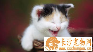 猫咪发烧吃什么药 猫咪发烧千万不能大意