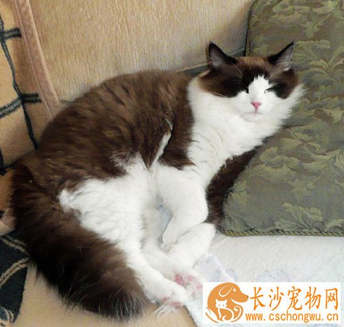 褴褛猫发烧吃什么药 肛温38~39度都属于正常