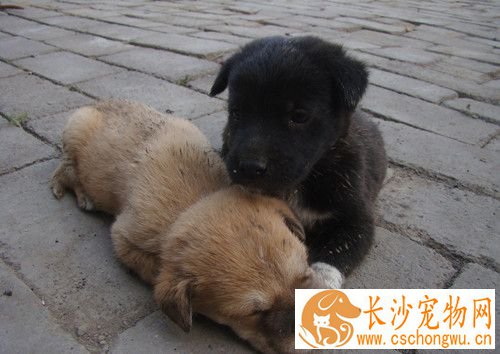 狗狗感冒的症状 狗狗发烧的原因及可能症状