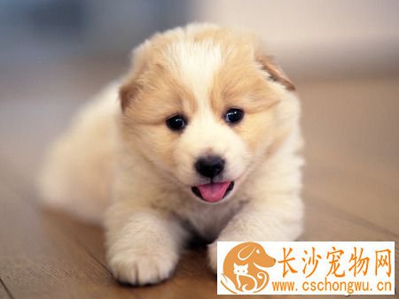 狗狗打喷嚏怎么回事 着凉或者感冒引起的