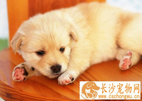 狗得了犬瘟怎么治疗 要与感冒分清楚