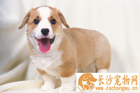 2个月大的狗狗感冒 解析感冒的常见症状