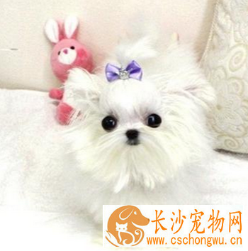马尔济斯感冒了怎么办 注意及时治疗