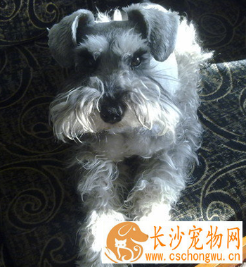 湖畔梗感冒怎么办 最好送去宠物医院治疗
