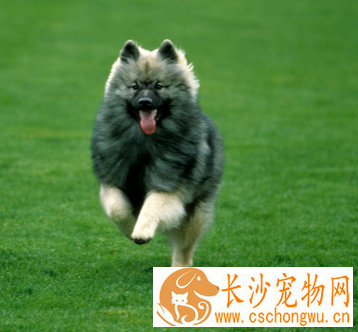 荷兰毛狮犬生病了怎么办 感冒的治疗方法