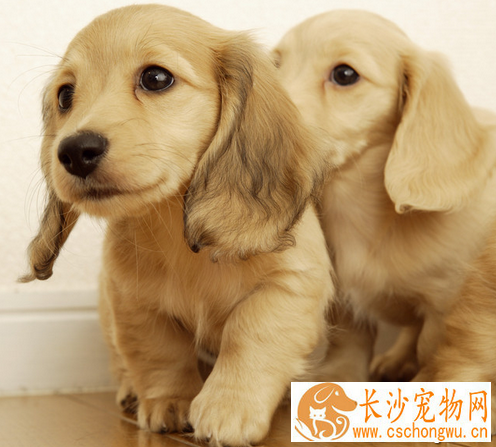 金毛尿频  尿频很有可能会是感冒所导致的