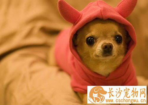 狗感冒了吃什么药 预防狗狗感冒
