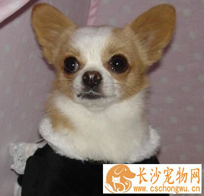 狗感冒吃什么药 选择一些小孩用的感冒冲剂