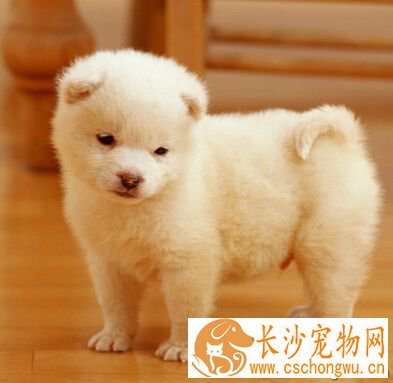 狗狗吃什么感冒药 注意平常的饮食健康
